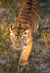 Fototapeta premium Baby Tiger