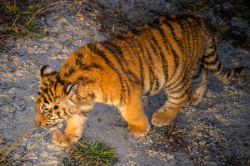 Baby Tiger