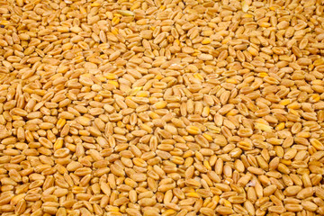 Wheat background view from the top close up