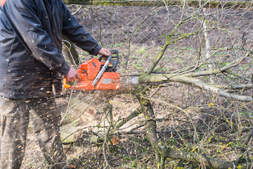 A tree surgeon cuts and trims a tree