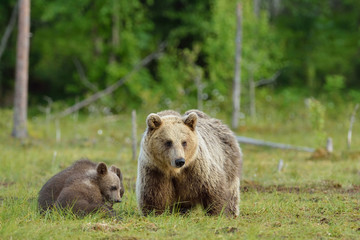Obraz premium Bear with cubs in the swamp