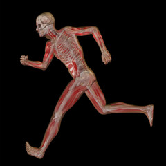 3D human male anatomy isolated