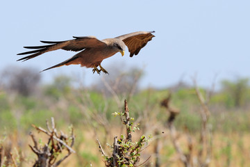 Yellow-billed kite landing