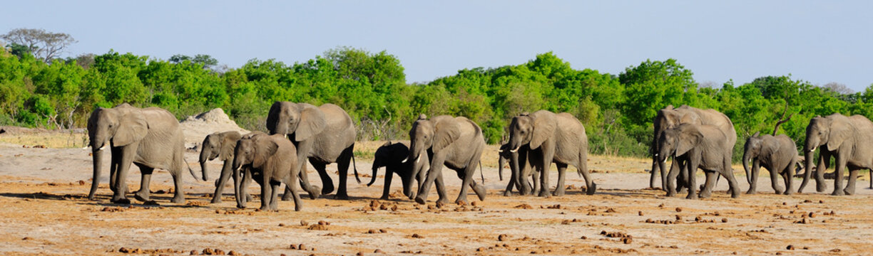 Fototapeta Herd of elephants