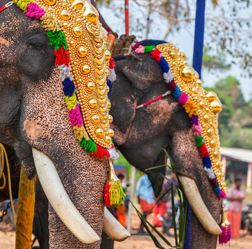 Decorated elephants in Hindu temple at festival