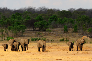 Elephant herd having a dust bath