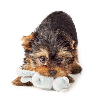 Yorkshire Terrier puppy playing with toy
