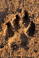 Spotted hyena spoor