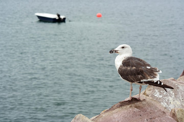 Obraz premium Seagull Perched on the quay of a Breton Harbor