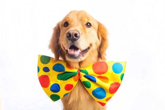 Dog Clown