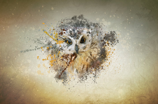 Owl concept