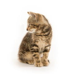 Cute tabby kitten