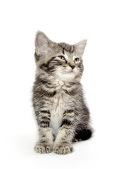 Fototapeta na wymiar Cute tabby kitten on white