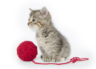 Cute tabby kitten with red yarn © Tony Campbell