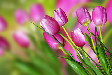 Naklejka premium Pink and yellow flowers tulips and daffodils