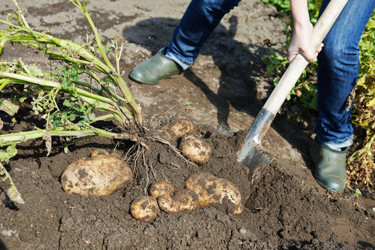 Digging Potatoes On The Ground