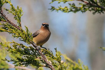 Cedar Waxwing