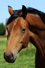 Beautiful Horse