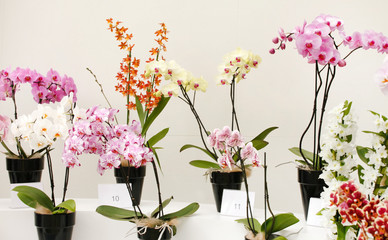 beautiful orchid