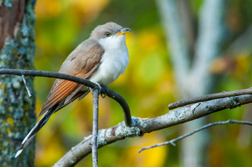 Yellow-billed Cuckoo