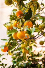 orange tree