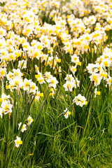 Fototapeta premium spring garden