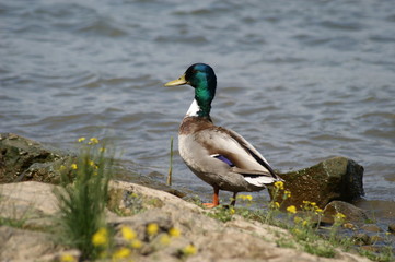 Wildente