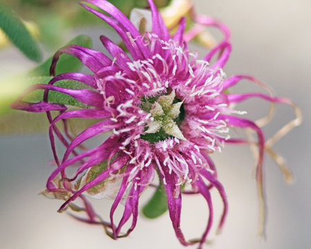 fiore fucsia