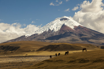 Cotopaxi volcano and wild horses