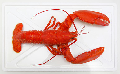 Lobster