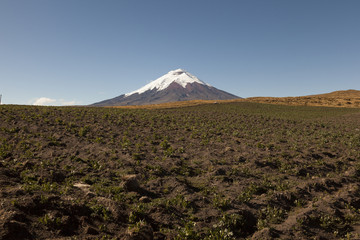 Growing potatoes and Cotopaxi in the background