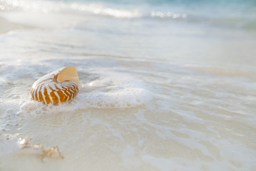 nautilus shell sea waves, live action ...