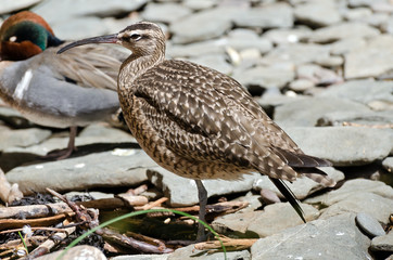 Whimbrel