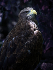 eagle