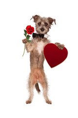 Dog Holding Rose and Heart Box of Chocolates