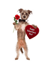 Dog Holding Rose and Valentines Day Heart