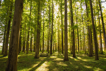 Naklejka premium Las wiosna