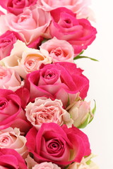 Fototapeta premium 薔薇