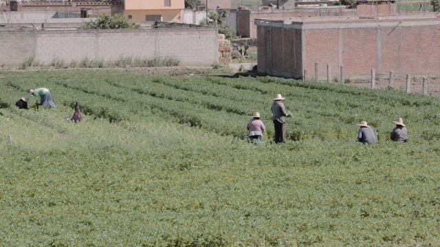 Peasants picking up the harvest