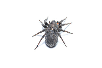 brown  spiders