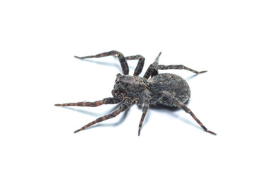 brown  spiders