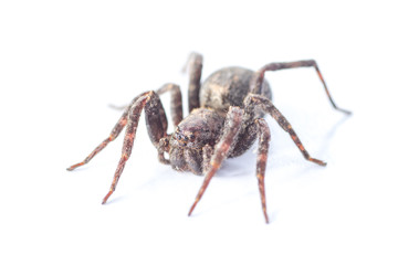 brown  spiders