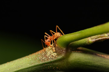 Ants walking on a branch.