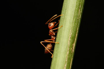 Ants walking on a branch.