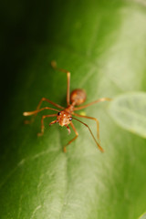 Ants walking on the Leaf.