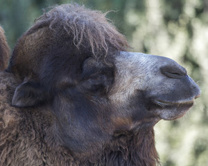 Obraz premium Bactrian Camel Close-up