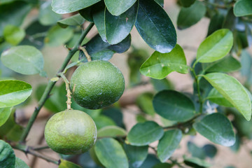 Lemon plant