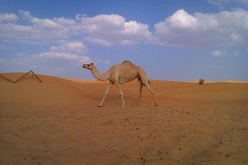 single camel at desert