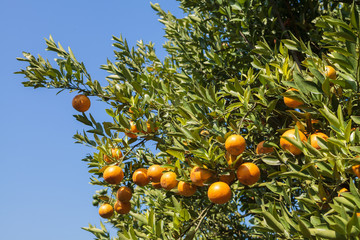 Orange tree