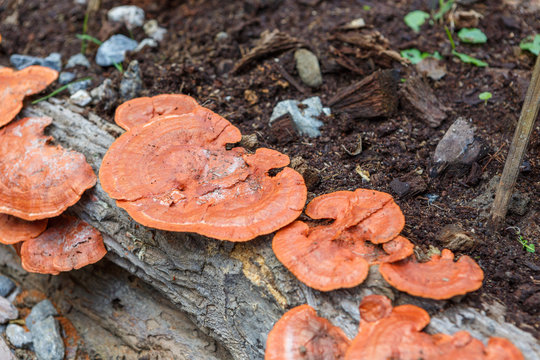 poisonous mushrooms on the wood